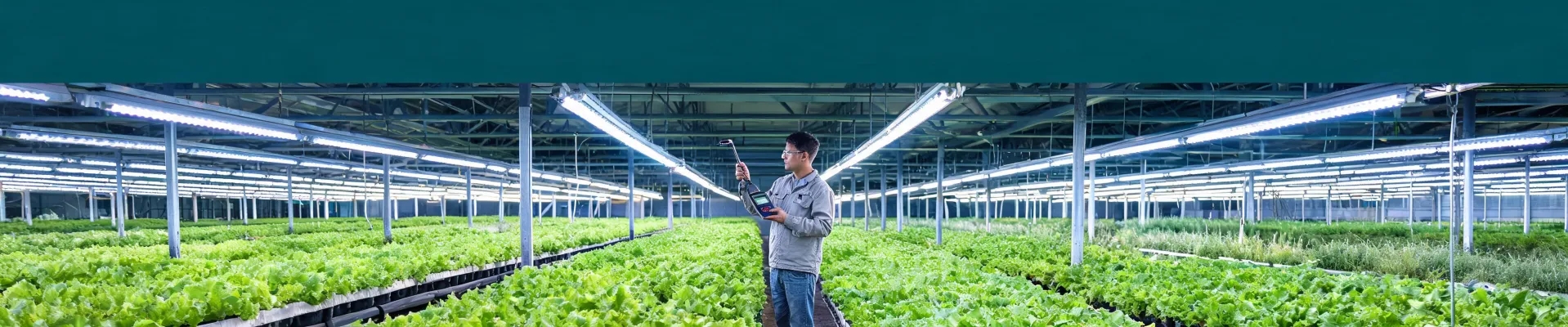 Professional lighting measurement across a horticultural canopy